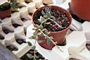 SENECIO ROWLEYANUS.jpg